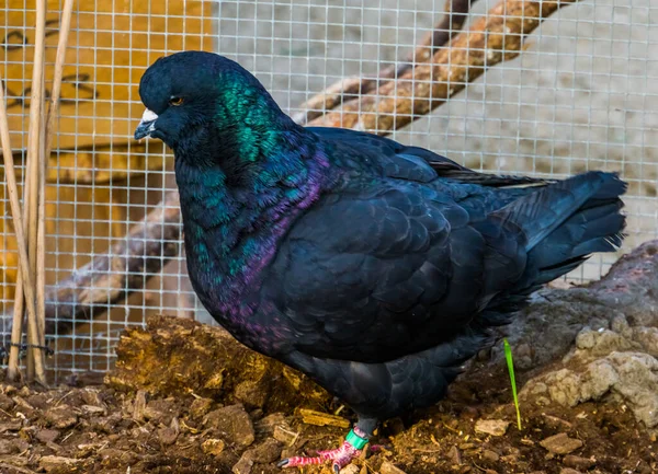 Pombo Rei Negro Close Popular Espécie Pássaro Tropical — Fotografia de Stock