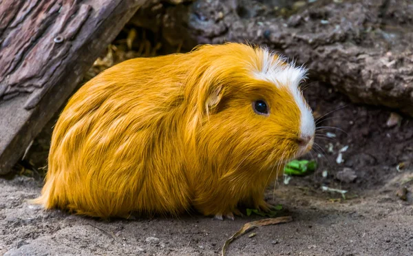 Hermoso Retrato Cerca Conejillo Indias Doméstico Especie Roedor Popular América — Foto de Stock