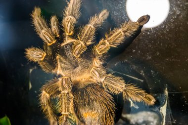 Brezilya 'da popüler ve tropikal böcek türü olan tarantula yiyen Brezilya somon pembe kuşunun yakın plan portresi.