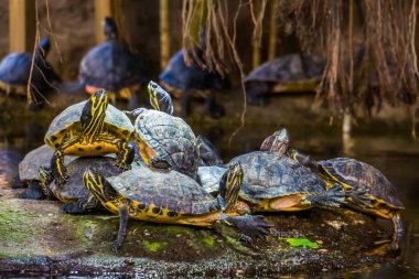 nest of yellow bellied cumberland slider turtles together on a rock in the water, tropical reptile specie from America clipart