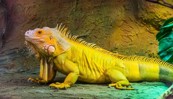 Yeşil Bir Amerikan Iguanasının Portresi Yakın Plan Popüler Egzotik Hayvan — Stok fotoğraf