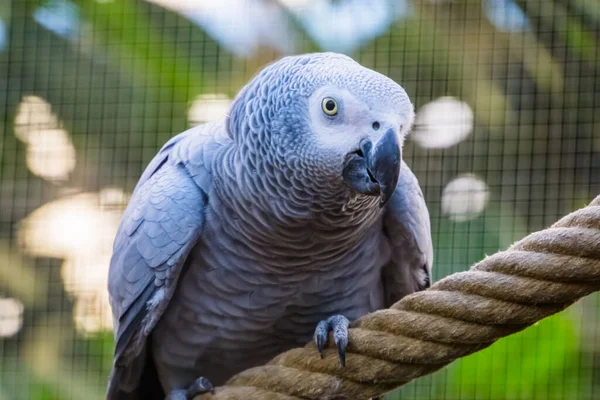 Engraçado Closeup Congo Papagaio Cinzento Africano Espécies Aves Tropicais Ameaçadas — Fotografia de Stock