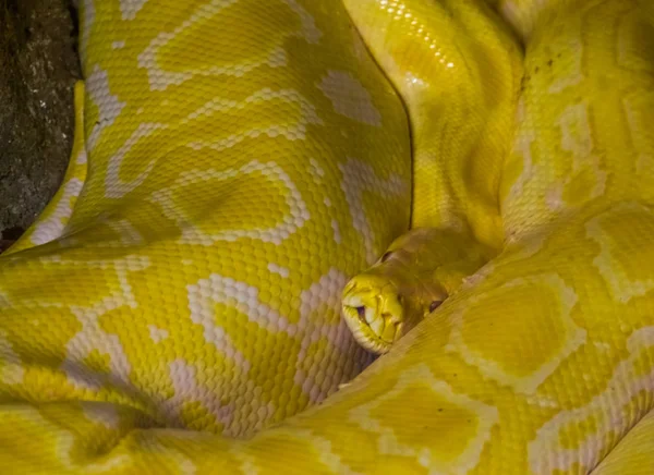 Amarelo Branco Asiático Rock Python Close Popular Espécie Réptil Tropical — Fotografia de Stock