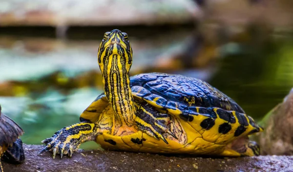 Lustige Cumberland Slider Schildkröte Mit Gesicht Großaufnahme Tropisches Reptil Aus — Stockfoto