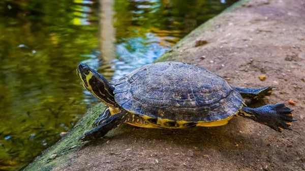 Lustige Kumberland Schieberschildkröte Schwimmt Auf Trockenem Land Tropisches Reptil Aus — Stockfoto