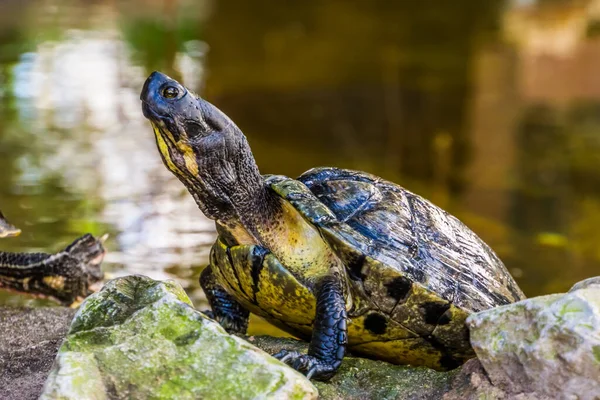 Gelbbauchschildkröte Mit Gesicht Und Oberkörper Großaufnahme Tropisches Reptil Aus Amerika — Stockfoto