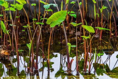 group of Taro plants in the water, Cultivation of tropical plants and vegetables, agriculture background clipart