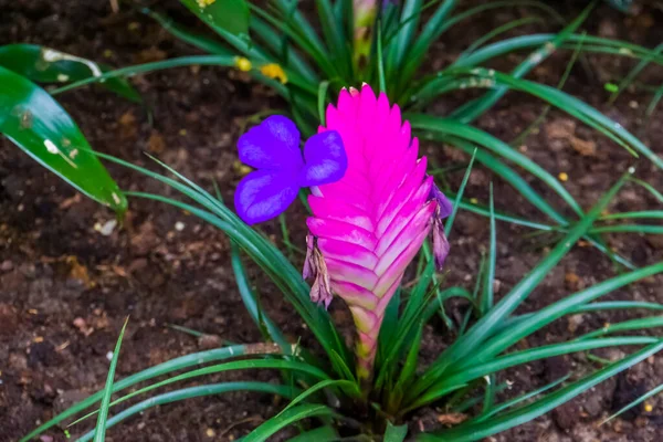 Pembe Vriesea Elektrikli Renkli Tropikal Bitki Türüne Yakın Plan — Stok fotoğraf