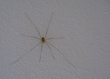 Baba uzun bacak örümceği aynı zamanda hasat adamı olarak da bilinir, Avrupa 'da yaygın olarak evlerde bulunan eklembacaklı türü.