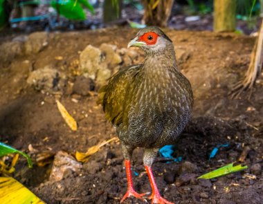 Yakın planda gümüş sülün, Asya 'dan tropikal kuş türü.
