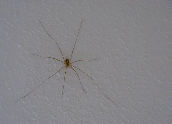 Araña Papi Piernas Largas También Llamado Recolectores Especie Arácnida Común — Foto de Stock