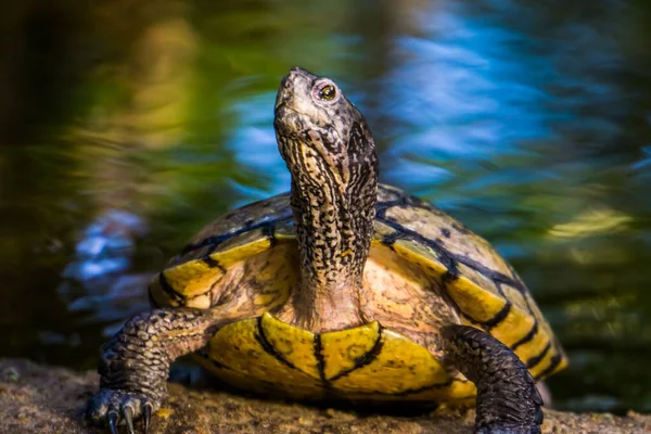 Hermoso Primer Plano Vientre Amarillo Tortuga Deslizante Cumberland Especie Reptil — Foto de Stock