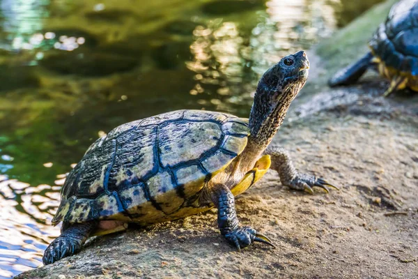 Primer Plano Una Tortuga Pantanosa Orilla Del Agua Especie Reptil —  Fotos de Stock