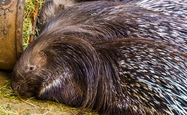 Rosto Índio Crista Porco Espinho Close Popular Espécie Animal Tropical — Fotografia de Stock