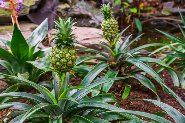 Pequeñas Piñas Que Crecen Plantas Jardín Tropical Especie Planta Exótica — Foto de Stock