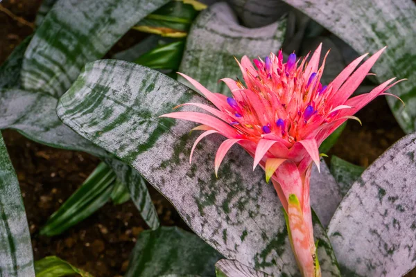 Beau Gros Plan Fleur Une Plante Vase Argent Espèce Tropicale — Photo