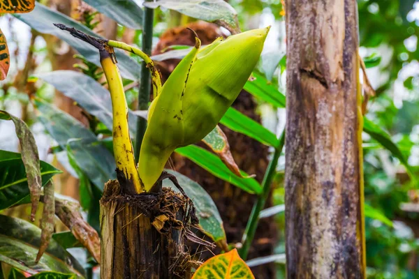 Nuevo Crecimiento Fresco Una Planta Plátano Popular Especie Planta Tropical — Foto de Stock