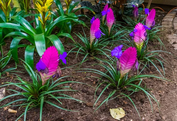 row of vriesea electric plants in a tropical garden, exotic plant specie from America