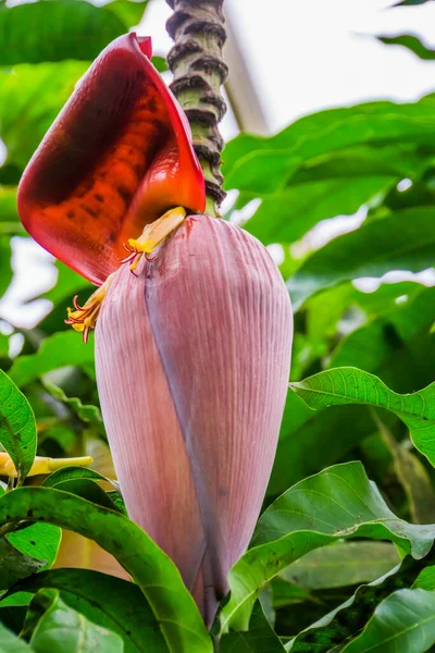 Close Botão Flor Uma Planta Banana Espécie Tropical Popular Austrália — Fotografia de Stock