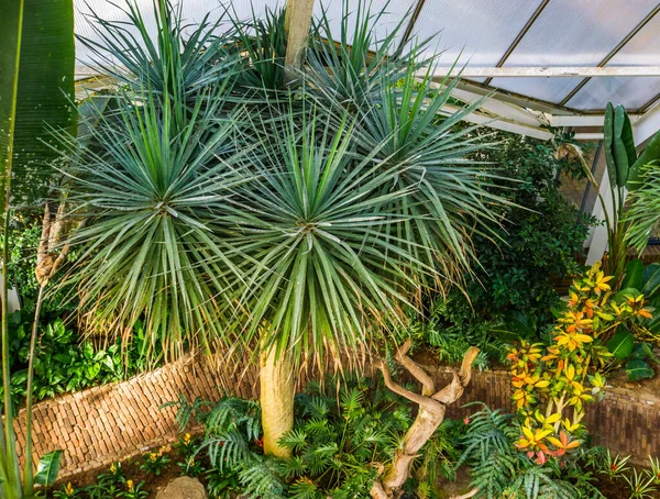 Tropická Zahrada Zeleném Domě Dračím Stromem Oblíbený Rostlinný Druh Zranitelným — Stock fotografie