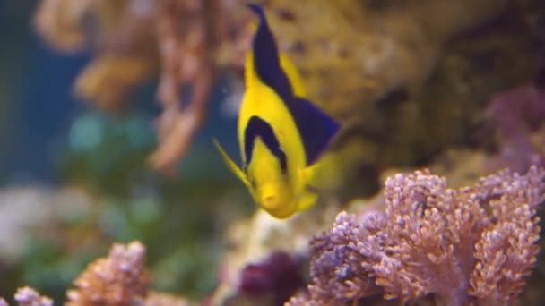 Primo Piano Pesce Angelo Bicolore Che Nuota Acqua Specie Pesci — Video Stock