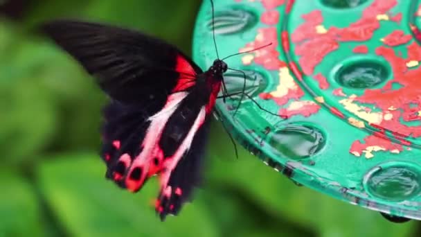 Макро Крупный План Красной Алой Мормонской Бабочки Пьющей Нектар Тропические — стоковое видео