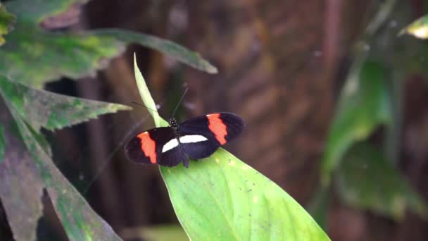 Närbild Liten Röd Brevbärare Fjäril Fladdrar Sina Vingar Tropiska Insekt — Stockvideo