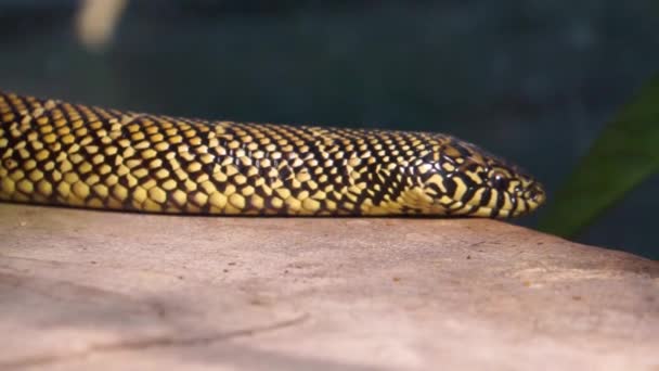 Closeup Dari Kerajaan Timur Bergerak Tubuhnya Populer Tropis Reptil Spesies — Stok Video