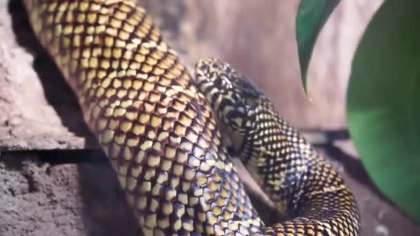 Detailní Záběr Řetězu Krále Hada Pohybující Kolem Populární Tropické Plazí — Stock video