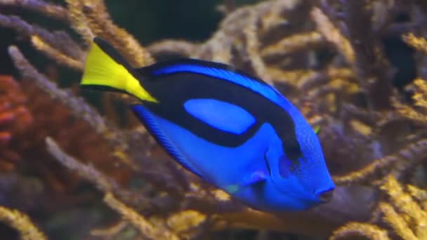 Zbliżenie Błękitnej Tang Surgeonfish Popularne Tropikalne Zwierzątko Akwariowe Egzotyczny Gatunek — Wideo stockowe