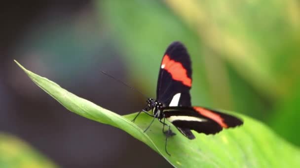 Macro Close Retrato Uma Pequena Borboleta Carteiro Vermelho Espécie Inseto — Vídeo de Stock