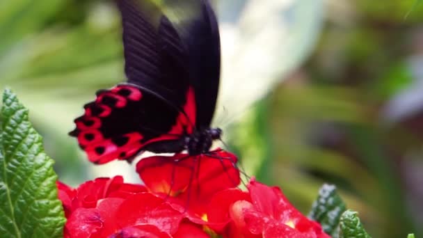 Makroaufnahme Eines Roten Scharlachroten Mormonenfalters Der Nektar Aus Einer Blume — Stockvideo