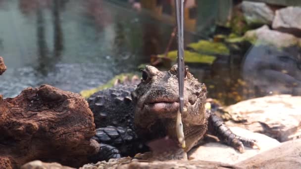 Close Alimentação Crocodilo Anão Africano Não Faminto Que Recusa Comer — Vídeo de Stock