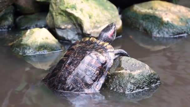 Nahaufnahme Porträt Einer Schildkröte Mit Roten Ohren Die Auf Einen — Stockvideo