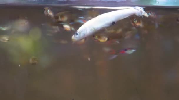 Σχολείο Τετρακέφαλων Ψαριών Που Αντιδρούν Ένα Νεκρό Ψάρι Μικρά Ψάρια — Αρχείο Βίντεο