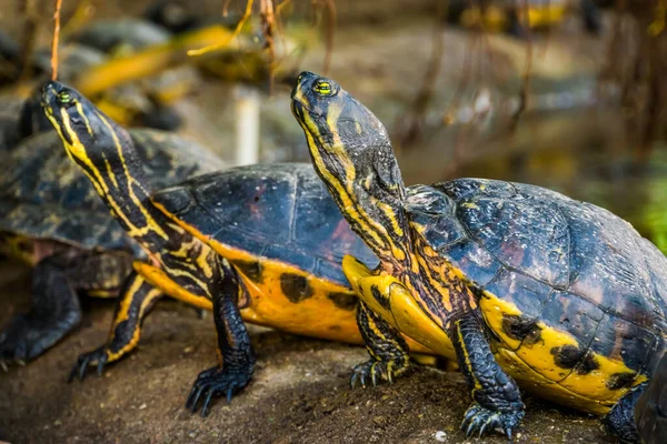 Nahaufnahme Einer Sperrigen Schildkröte Mit Anderen Sumpfschildkröten Hintergrund Tropisches Reptil — Stockfoto