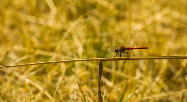 Portrait Ruddy Darter Sitting Blade Grass Fire Red Dragonfly Common — Stock Photo, Image