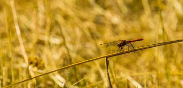 Schöne Nahaufnahme Eines Rostigen Darters Der Auf Einem Grashalm Sitzt — Stockfoto