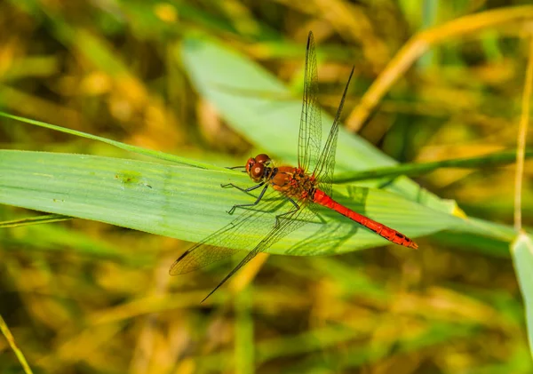 Macro Close Darter Ruivo Fogo Libélula Vermelha Espécie Inseto Comum — Fotografia de Stock