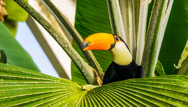 Közelkép Egy Toco Toucan Egy Trópusi Egzotikus Madár Faj Amerikából — Stock Fotó