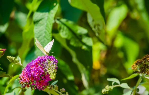 Крупный План Белой Капусты Бабочки Кусте Бабочки Обычного Вида Насекомых — стоковое фото