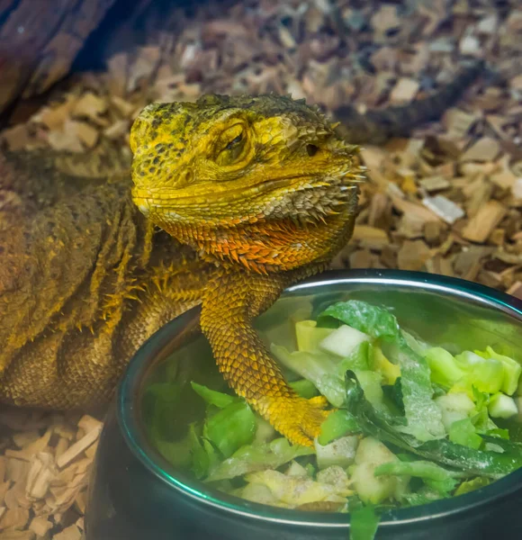 Closeup Bearded Dragon Lizard Standing Its Feeding Bowl Tropical Reptile — Stock Photo, Image