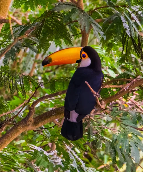Közelkép Hátsó Kilátás Egy Toco Toucan Egy Trópusi Madárfaj Amerikából — Stock Fotó