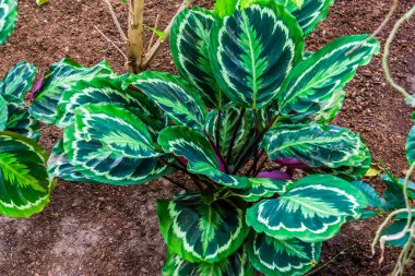 Calathea madalyonu, gül boyalı dua bitkisi, Brezilya, Amerika 'dan popüler tropikal türler.