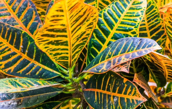 Folhas Uma Planta Cana Mudo Close Popular Espécie Cultivada Tropical — Fotografia de Stock