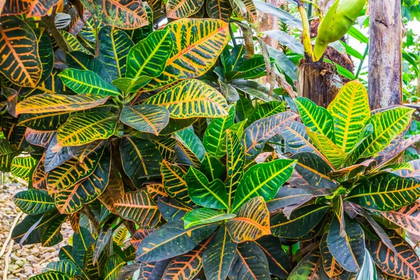 Padrão Folhas Coloridas Uma Planta Cana Mudo Popular Espécie Cultivada — Fotografia de Stock