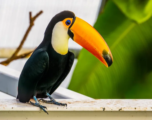 Közelkép Egy Toco Toucan Népszerű Trópusi Madárfaj Amerikából — Stock Fotó