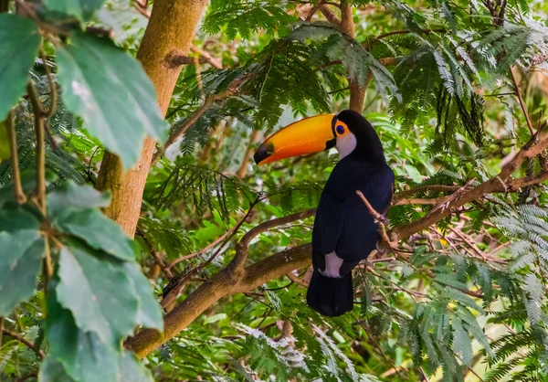 Toco Toekan Zittend Een Boom Tropische Vogel Soort Van Amerika — Stockfoto