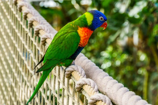 Avustralya Dan Renkli Bir Tropikal Papağan Türü Olan Bir Ipin — Stok fotoğraf