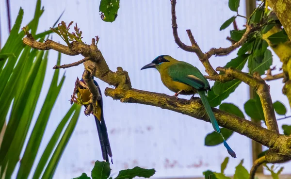 Ritratto Motmot Blu Incoronato Seduto Albero Specie Uccelli Tropicali Del — Foto Stock